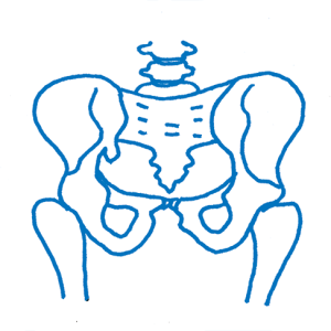 骨盤の説明図